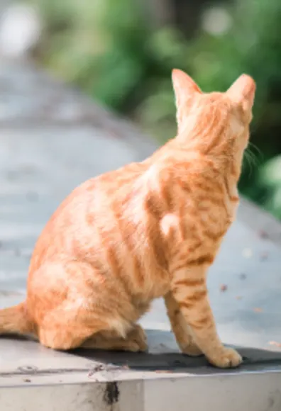 A cat sitting on the sidewalk looking the opposite way 